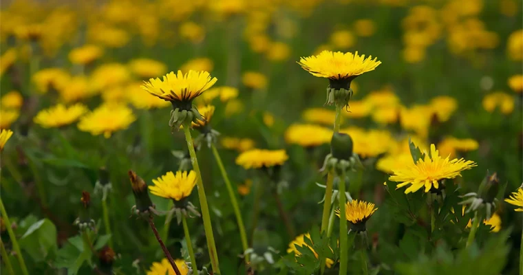 SPRING FLING WITH DANDELIONS